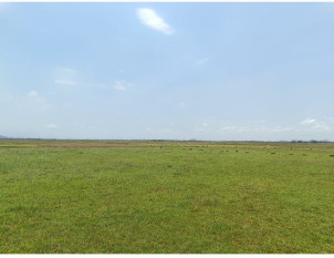 Agricultural Land for Sale in Khurda, Bhubaneswar