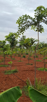  Agricultural Land for Sale in Cheyyur, Chengalpattu