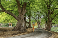 Residential Plot for Sale in Chettipunniyam, Chennai