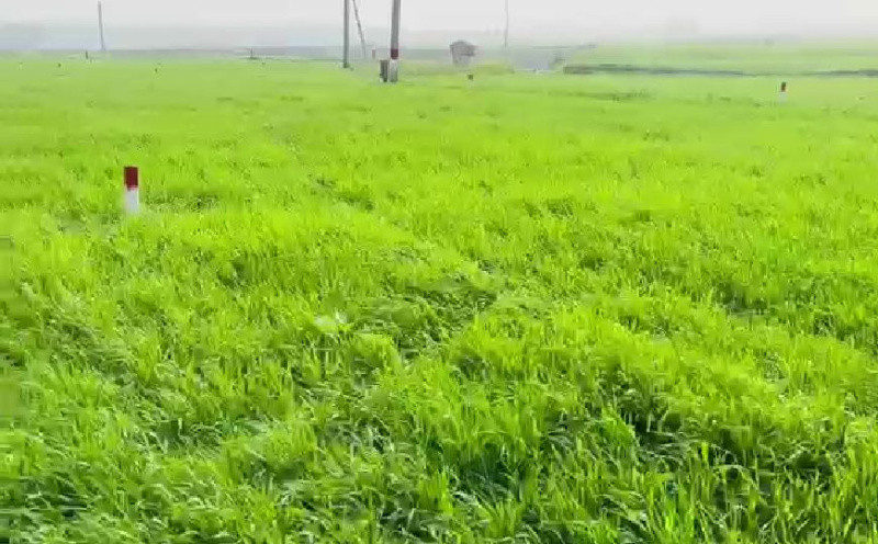 Sobhan, Darbhanga photo 3