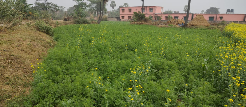  Residential Plot 5988 Sq.ft. for Sale in Hilsa, Nalanda