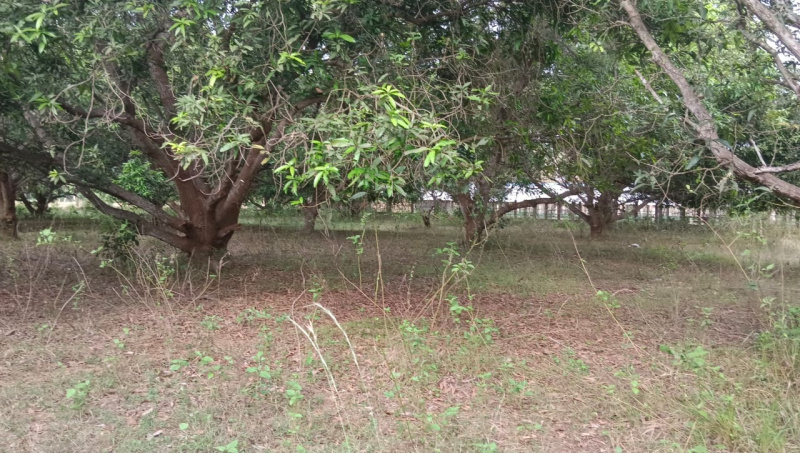Agricultural Land 1 Acre for Sale in Gajapathinagaram, Vizianagaram