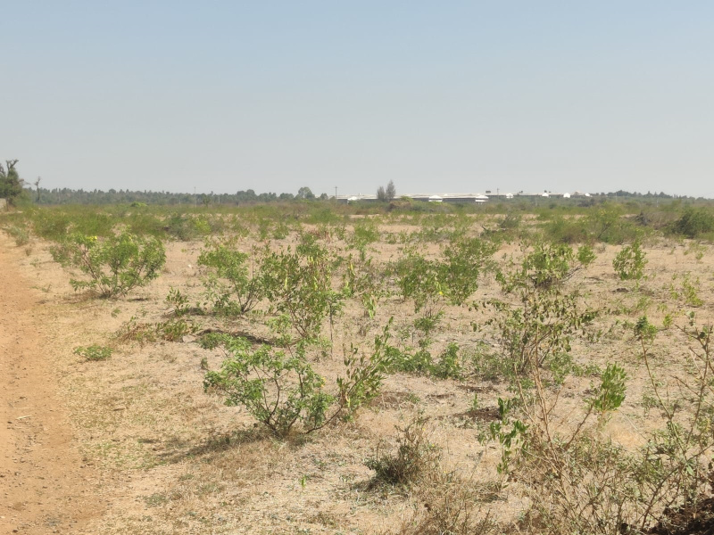 Farm Land for Sale in Sira, Tumkur (REI1175045)