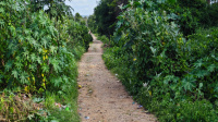  Agricultural Land for Sale in Kanakapura Road, Bangalore