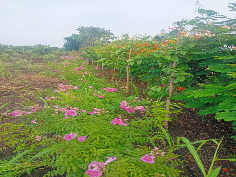  Agricultural Land 1000 Sq. Yards for Sale in Maheshwaram, Hyderabad