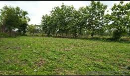  Agricultural Land for Sale in Kothapally, Karimnagar