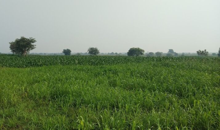  Agricultural Land 2 Acre for Sale in Narasaraopet, Guntur