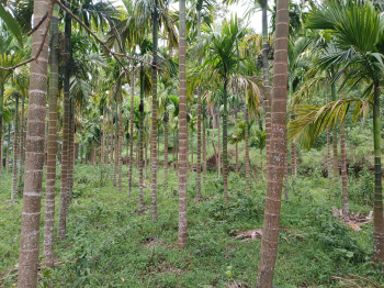  Agricultural Land for Sale in Yellapur, Uttara Kannada