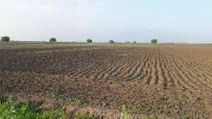 Agricultural Land 25 Acre for Sale in Gharaunda, Karnal