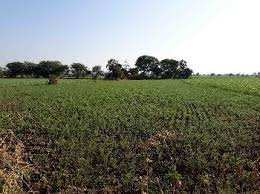 Agricultural Land 12 Ares for Sale in Assandh, Karnal