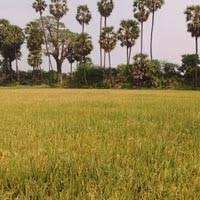 Agricultural Land 15 Acre for Sale in Assandh, Karnal