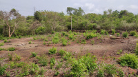  Residential Plot for Sale in Borim, Ponda, Goa