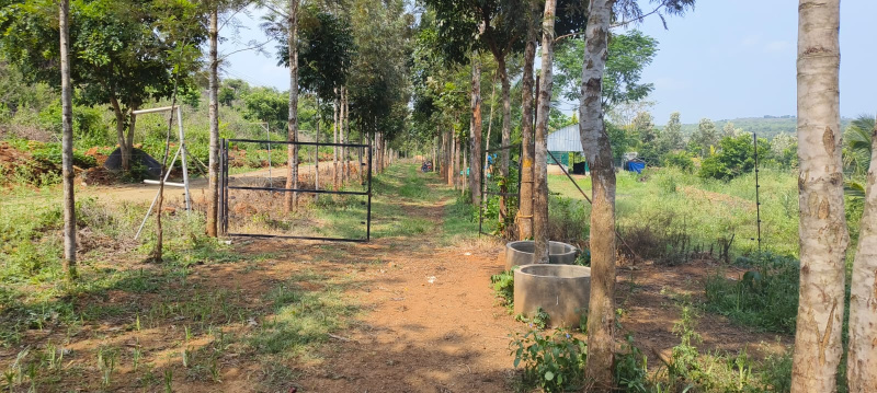 Agricultural Land 1 Acre for Sale in Thalli, Krishnagiri