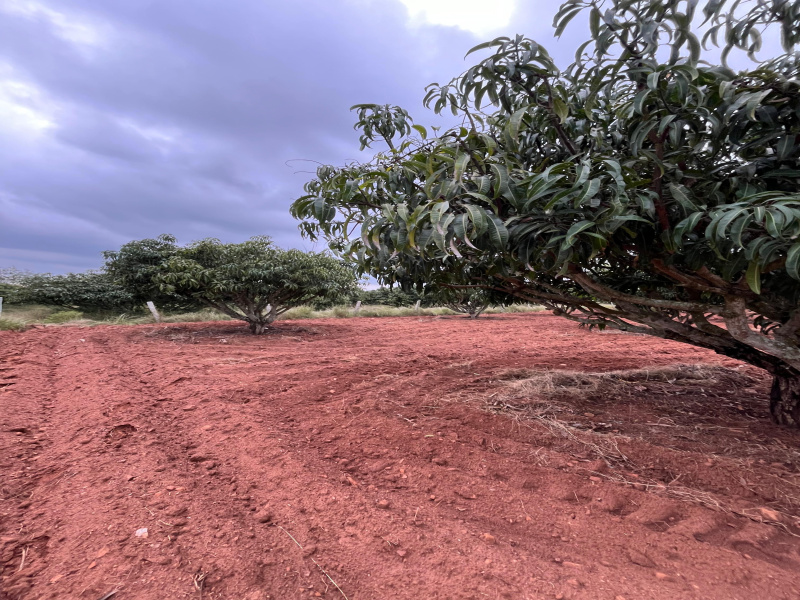  Agricultural Land 43560 Acre for Sale in Thalli, Krishnagiri