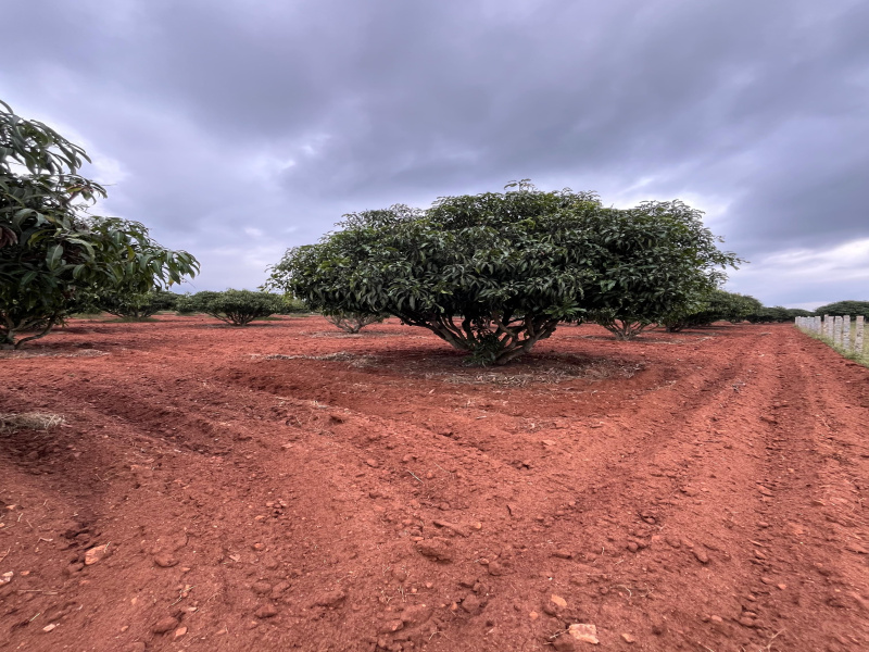  Agricultural Land 43560 Acre for Sale in Thalli, Krishnagiri