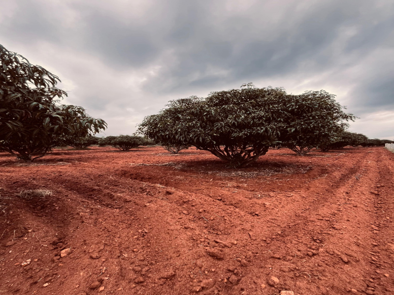  Agricultural Land 43560 Acre for Sale in Thalli, Krishnagiri