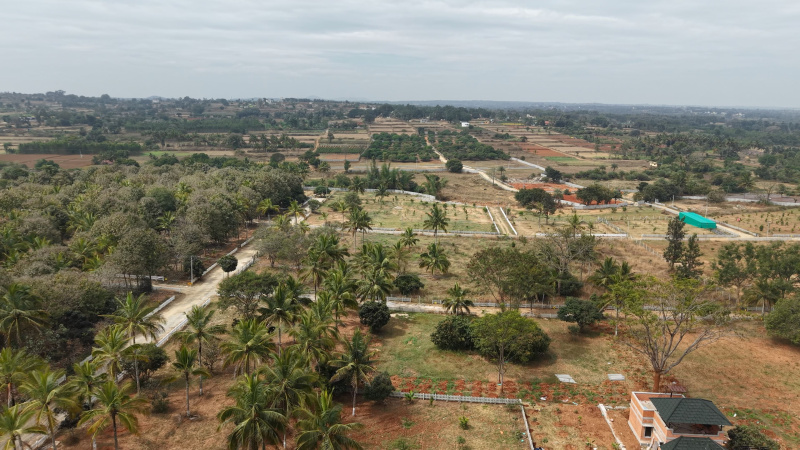  10890 Sq.ft. Agricultural/Farm Land for Sale in Denkanikottai, Krishnagiri