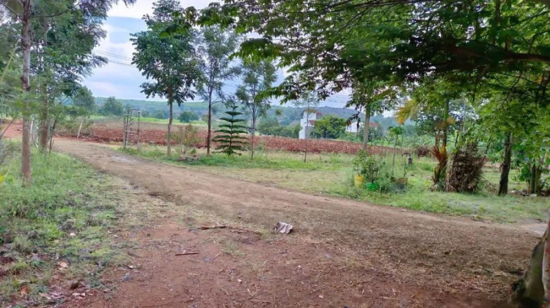 50000 Sq.ft. Agricultural/Farm Land for Sale in Denkanikottai, Krishnagiri