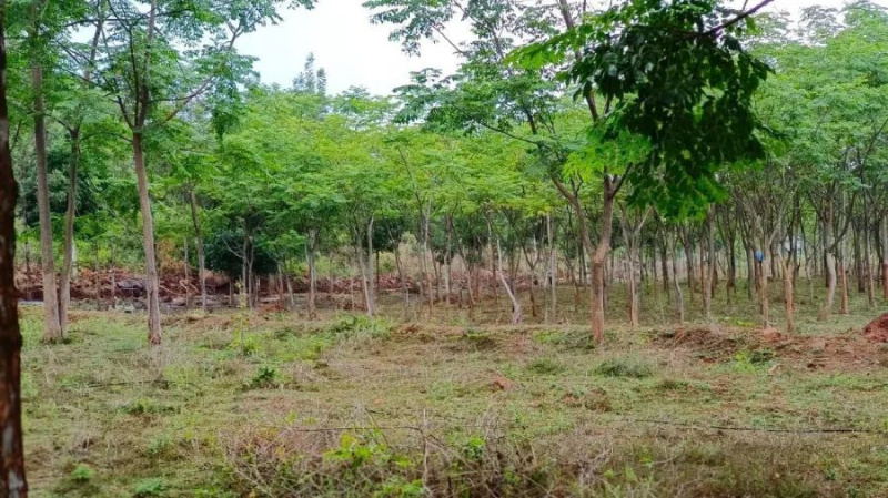  50000 Sq.ft. Agricultural/Farm Land for Sale in Denkanikottai, Krishnagiri