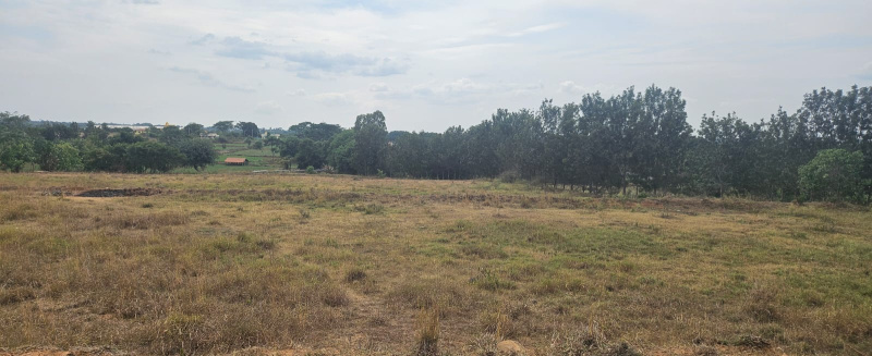 Denkanikottai, Krishnagiri photo 2