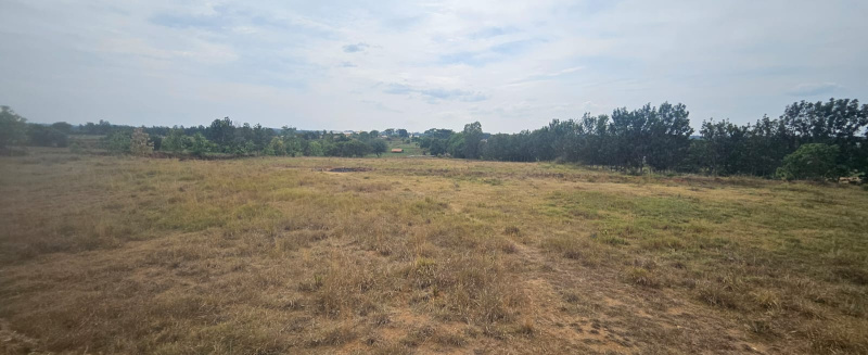 Denkanikottai, Krishnagiri photo 4