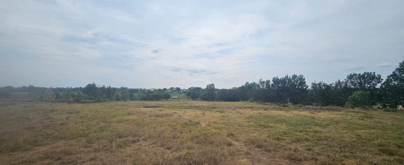 Denkanikottai, Krishnagiri photo 5