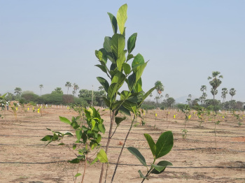  Agricultural Land for Sale in Jangaon, Warangal