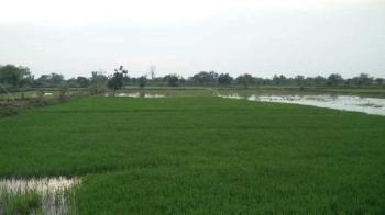  Agricultural Land for Sale in Pithora, Mahasamund