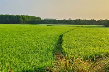  Agricultural Land for Sale in Kurud, Dhamtari