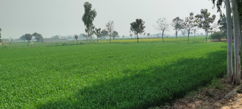  Agricultural Land for Sale in Pendra, Bilaspur