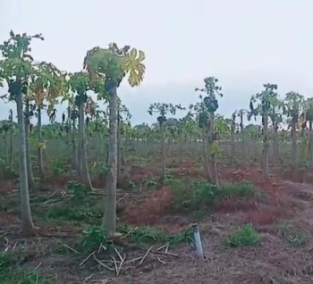  Residential Plot for Sale in Gunderdehi, Durg