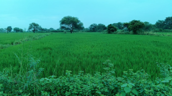 Agricultural Land for Sale in Chirmiri, Koriya