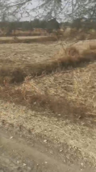  Agricultural Land for Sale in Baikunth, Raipur