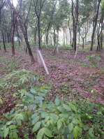  Agricultural Land for Sale in Pandikkad, Malappuram