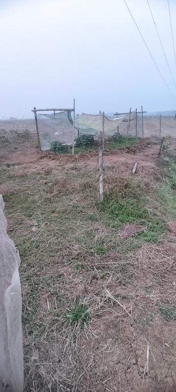  Agricultural Land 11325 Sq.ft. for Sale in Bhandari Pokhari, Bhadrak