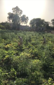  Agricultural Land for Sale in Bhiwani Jonpal, 