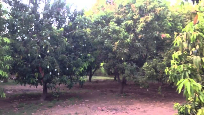 Agricultural Land 8 Ares for Sale in Garividi, Vizianagaram