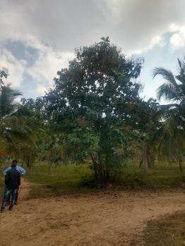  Agricultural Land for Sale in Maragannam, Chennai