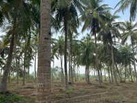  Agricultural Land for Sale in Marakkanam, Villupuram