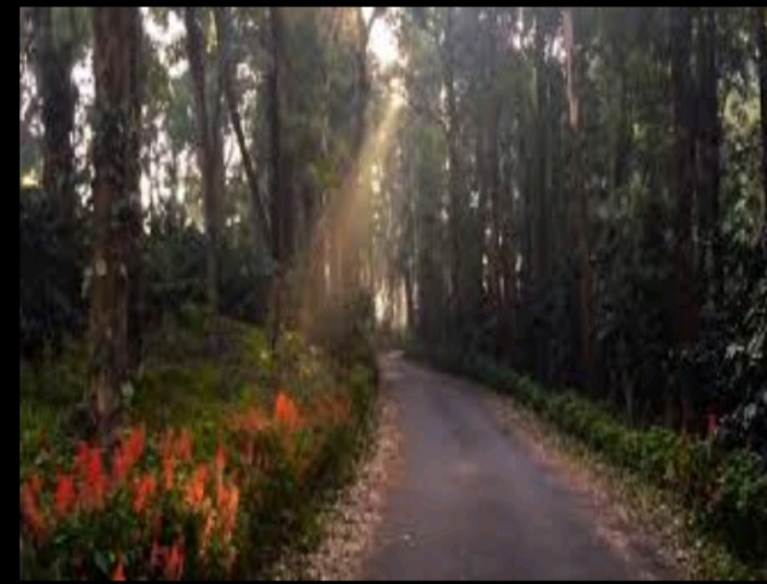  234 Acre Agricultural/Farm Land for Sale in Kollengode, Palakkad