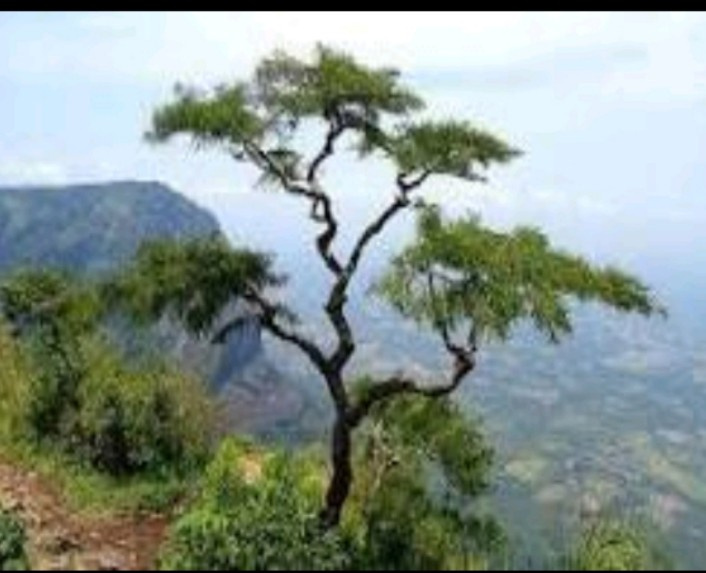  234 Acre Agricultural/Farm Land for Sale in Kollengode, Palakkad