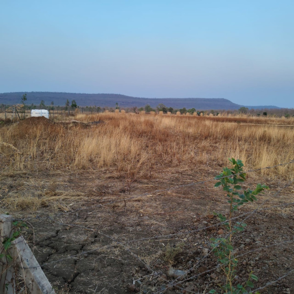  2 Acre Agricultural/Farm Land for Sale in Anwali Kheda, Sehore