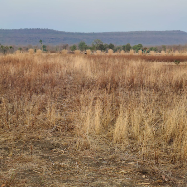  2 Acre Agricultural/Farm Land for Sale in Anwali Kheda, Sehore