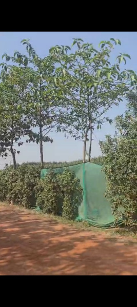  3024 Sq. Yards Residential Plot for Sale in Haibatpur Greater Noida