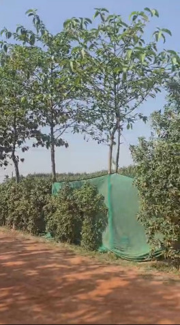  150 Sq.ft. Residential Plot for Sale in Dankaur, Gautam Buddha Nagar