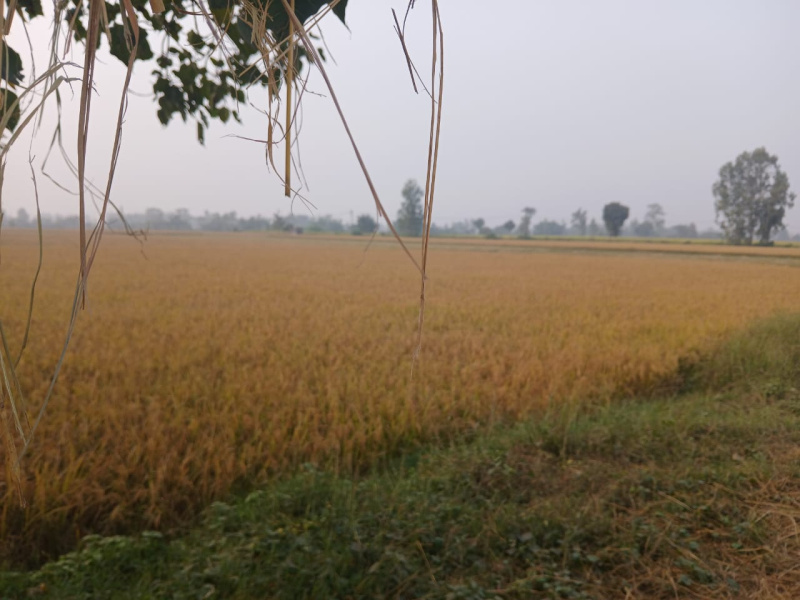  Agricultural Land 23 Acre for Sale in Rudrapur Udham, Udham Singh Nagar