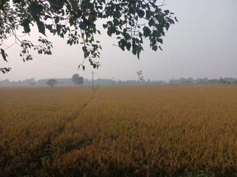  Agricultural Land 23 Acre for Sale in Rudrapur Udham, Udham Singh Nagar