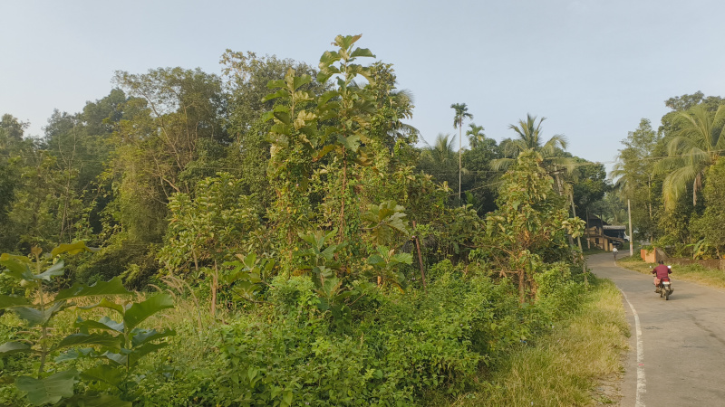  Residential Plot 52 Cent for Sale in Kalepully, Palakkad