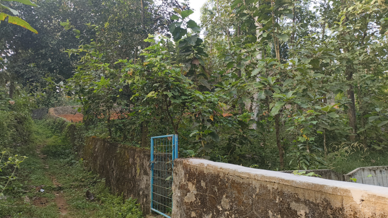  Residential Plot 52 Cent for Sale in Kalepully, Palakkad