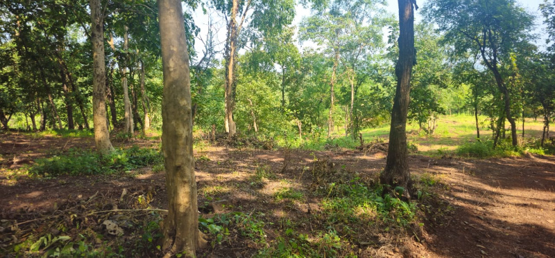  Agricultural Land 11 Acre for Sale in Wada, Thane